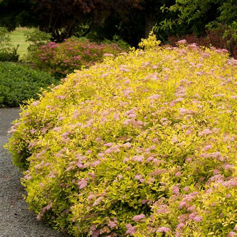 The Importance of Deadheading Magic Carpet Spirea: Promoting Continuous Blooming